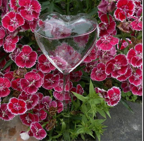 Self Watering Bulbs (Set of 2)